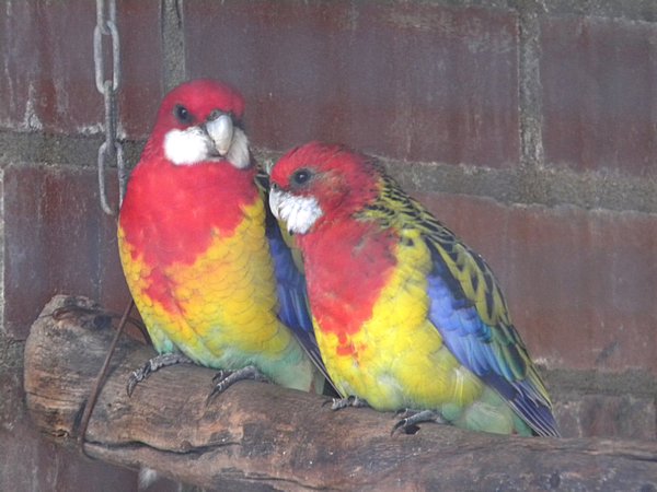 BIRDS AT RAINBOW JUNGLE  5