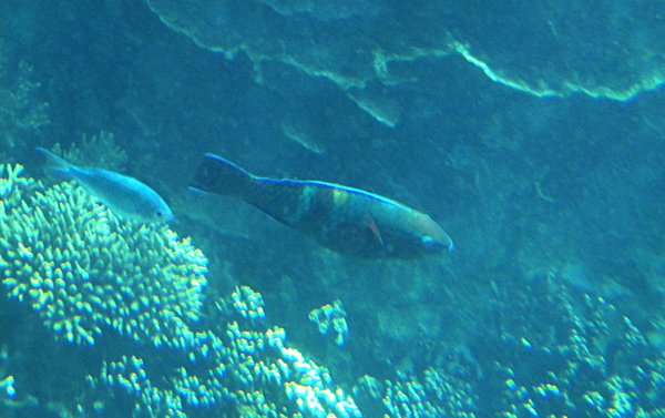 PARROT FISH AT CORAL BAY