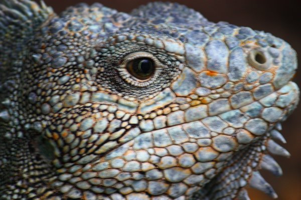 iguana up close and personal