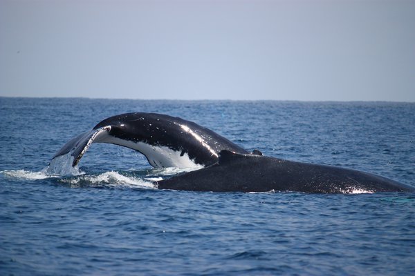 whale dance