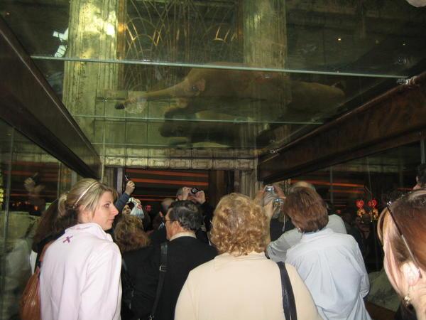 Above these people's heads (on very thick glass) are the MGM Grand's lions..sleeping...