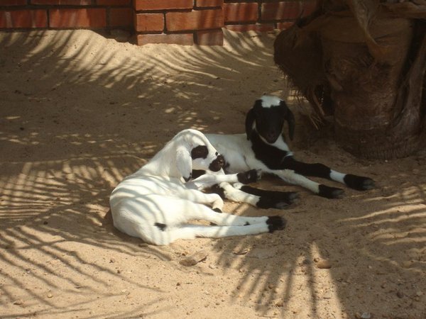Even the goats were in dreamland