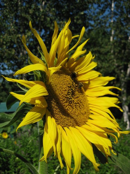 a giant sunflower