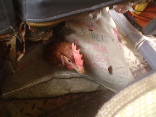 Chicken underneath a seat in the bus