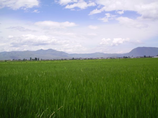 The rice fields of Xizhou