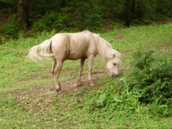 This one really looks like an Icelandic horse...