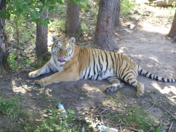 Tiger Park Harbin II
