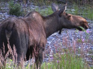 Female Moose (Cow)
