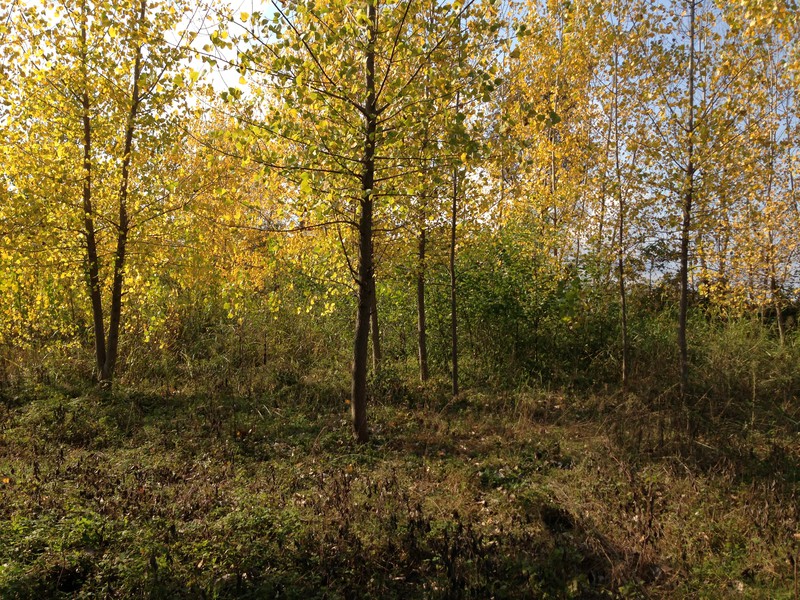 Autumn near Caspian Sea