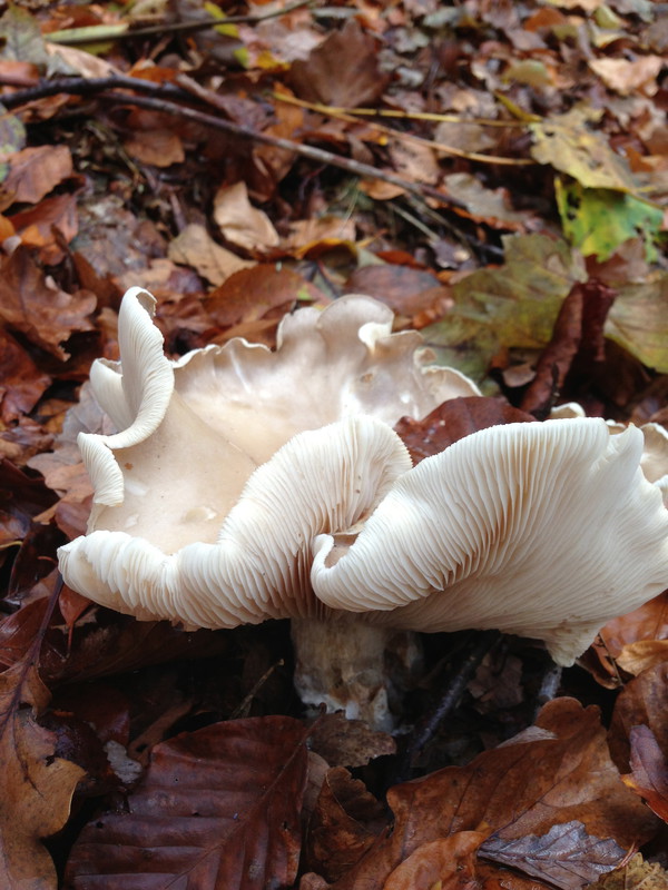 The dancing mushrooms