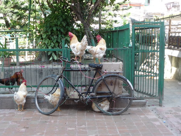 Too chicken to ride