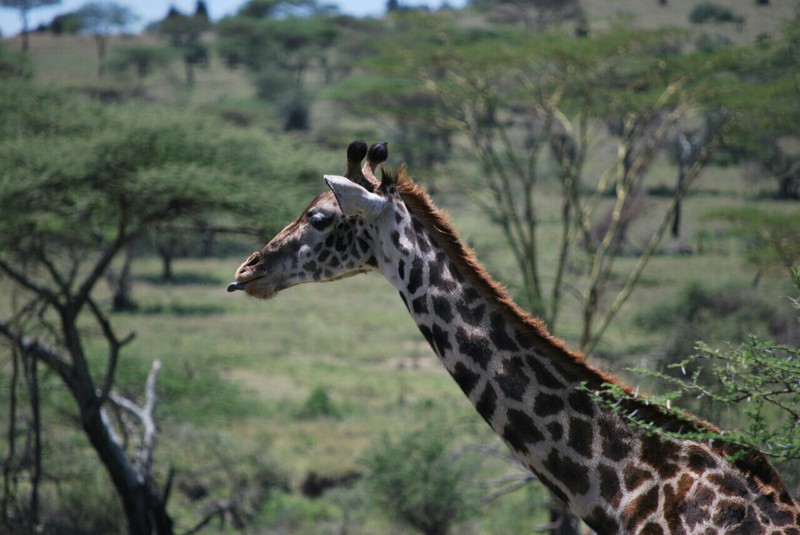 Giraffe in Serengetti