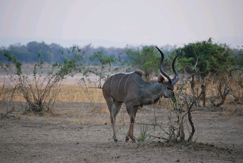 Kudu buck