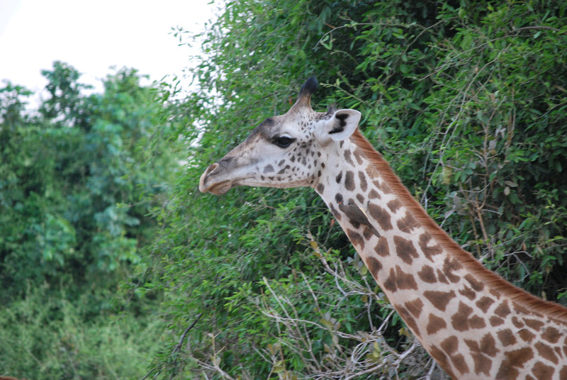 Luangwe Giraffe