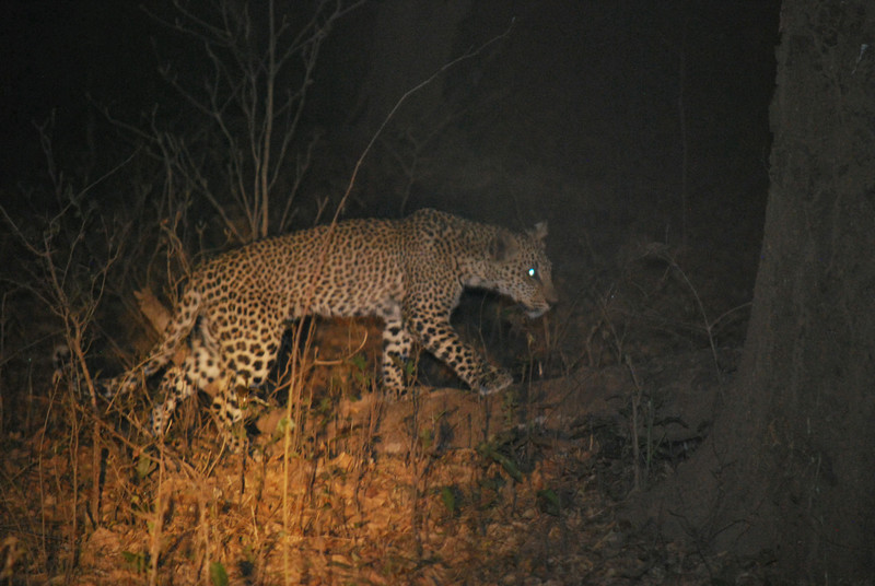 Leopard cub -Sth Luangwe