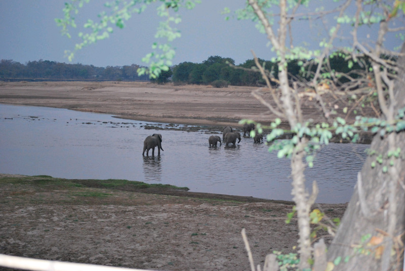 elephants crossing in front of our bungalow