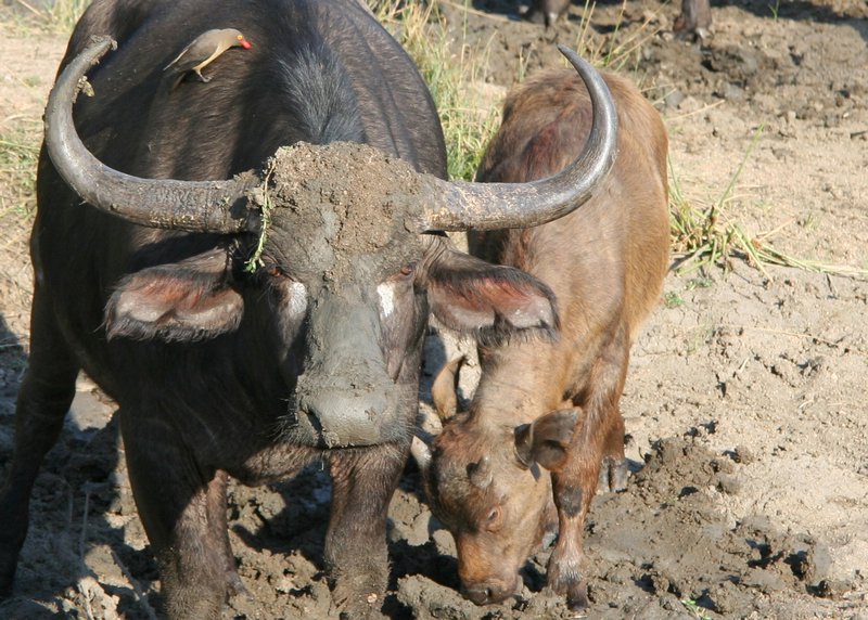 Bad-ass buffalo