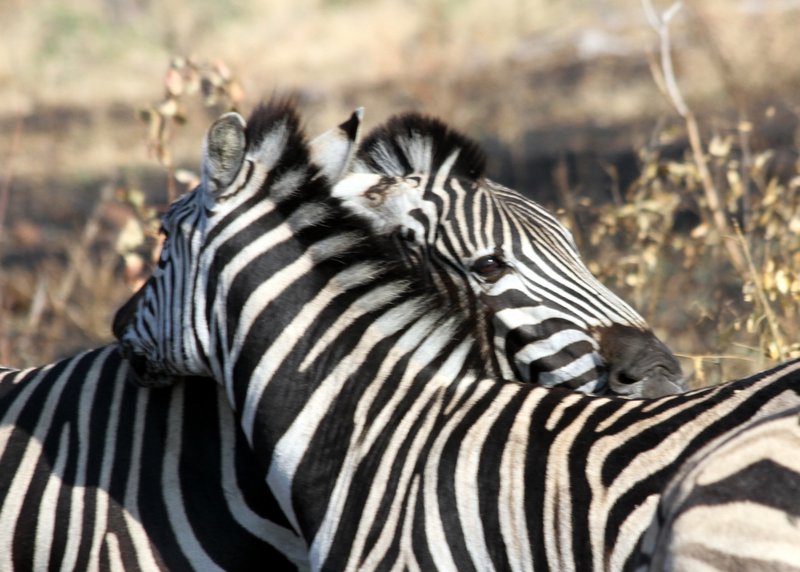Zebra cuddle
