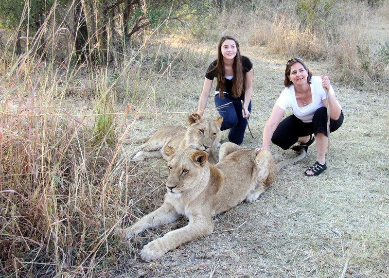 Petting a Lion