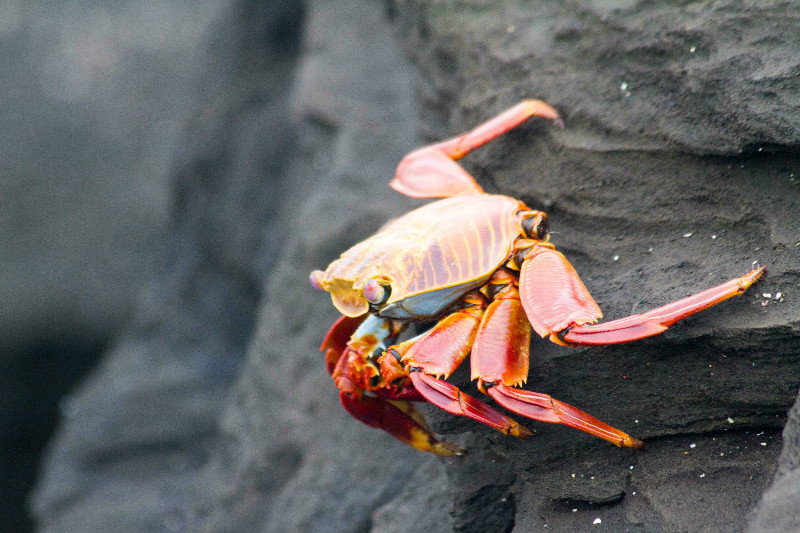 Crabby Crab