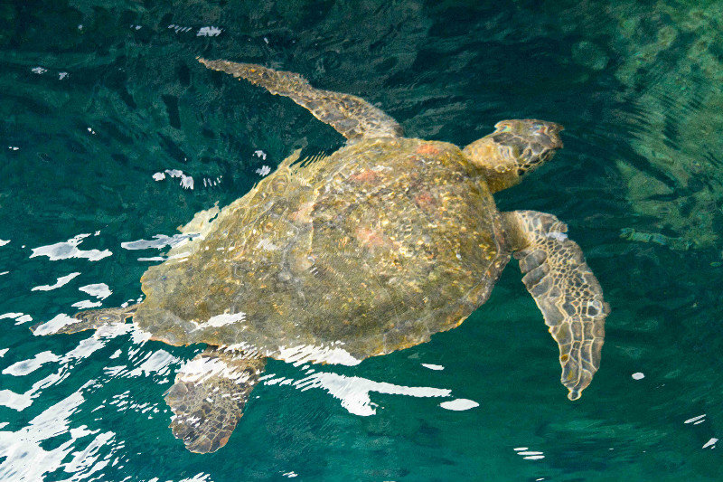 Greasy (Green-Sea) Turtle