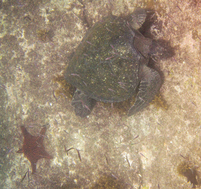 Sea Turtle, seen reclining on rock under water