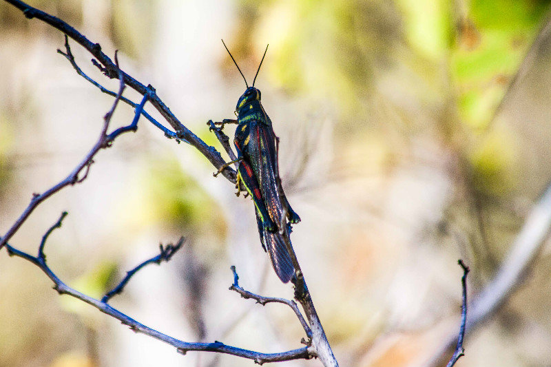 Beautiful locust