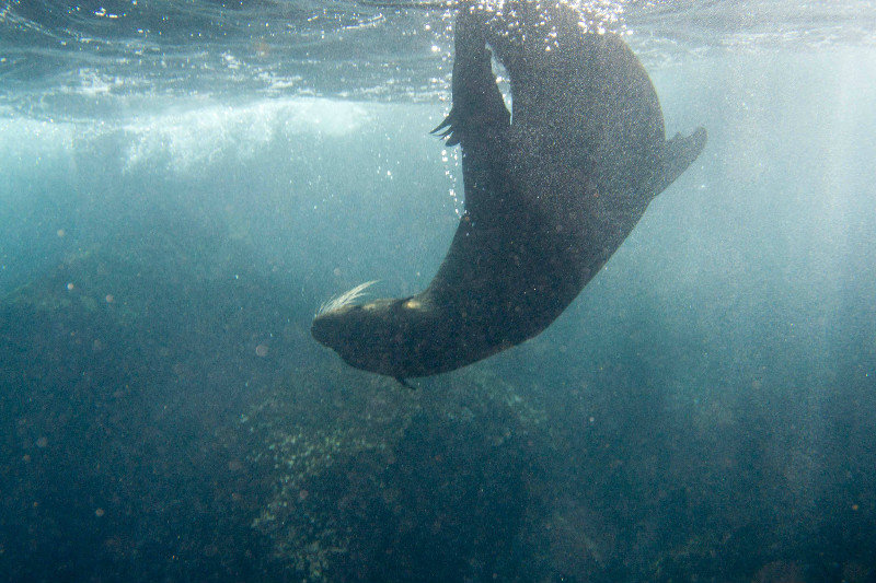 Sea Lion, Viewed from underwater