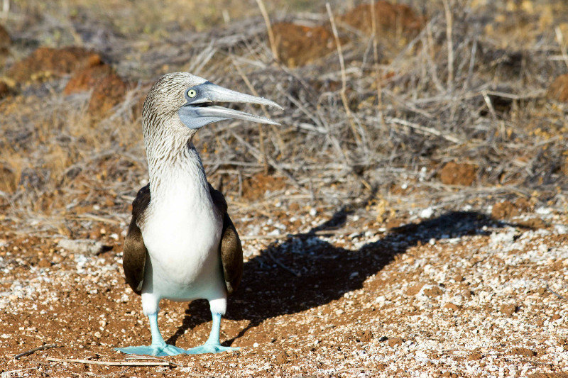 Blue-footed bobby