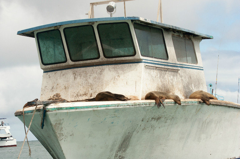 Sea Lions on Deck!