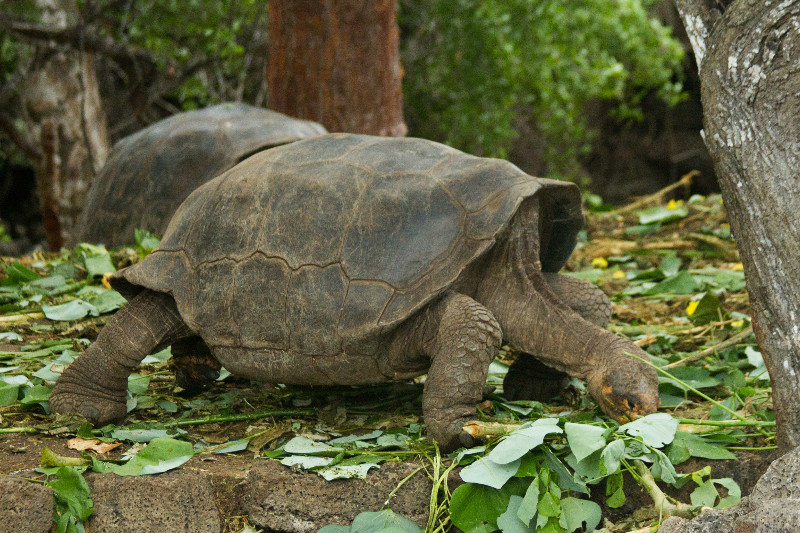 Saddleback tortoise