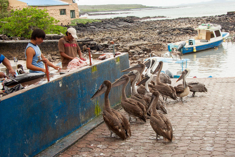 Pelicans Lining Up at the Fish Market