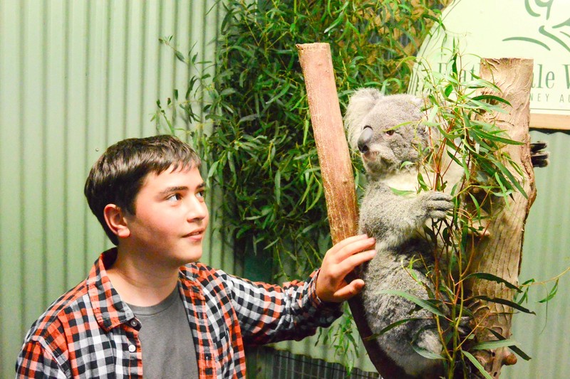 Andrew's turn with Koala
