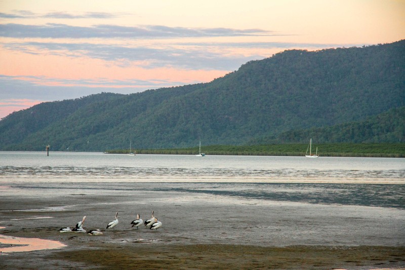 More birds at low tide