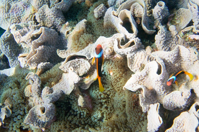 Clownfish and Anenome