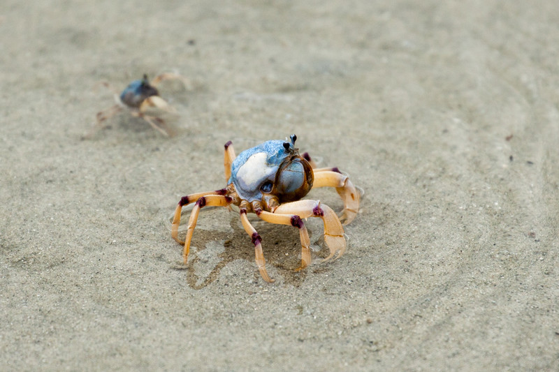 Close up of Soldier Crab