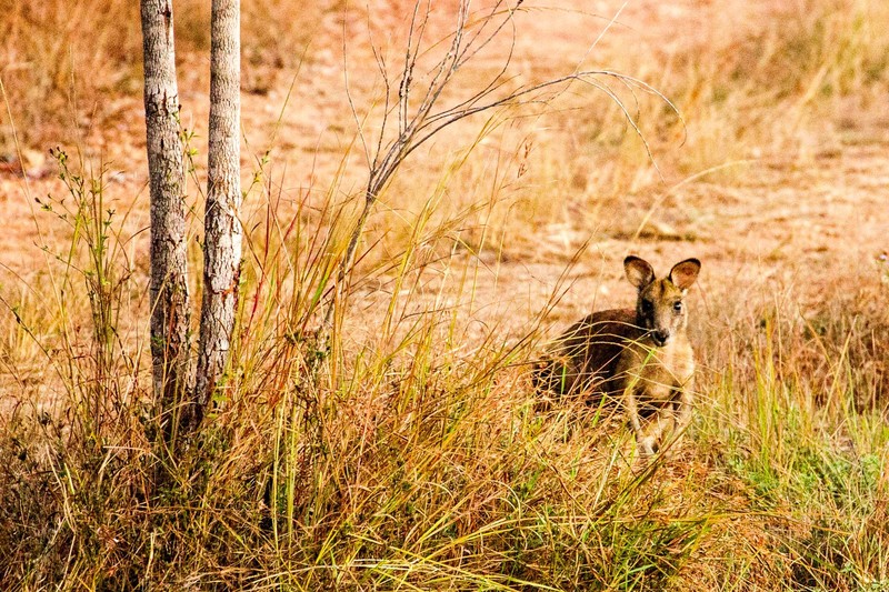 wallaby peek-a-boo