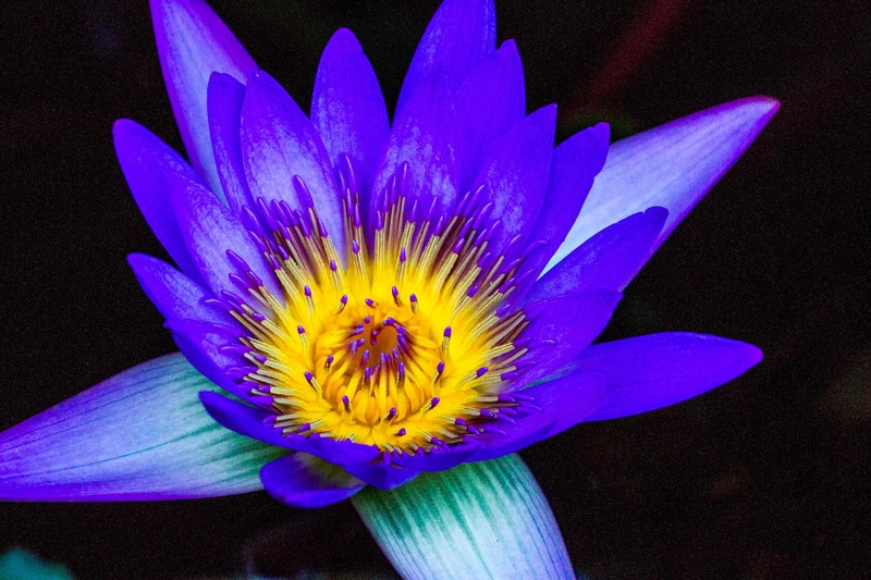 Blue Lotus -- Lilly Pad