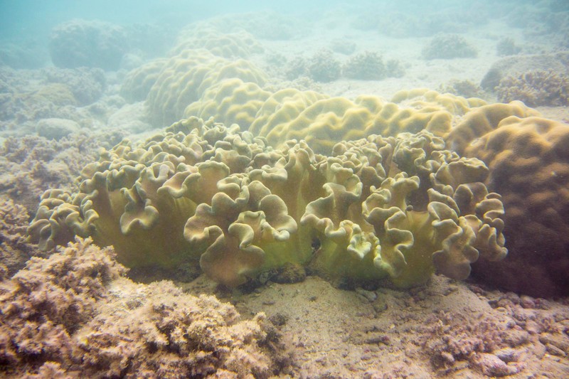 Lettuce Leaf Coral