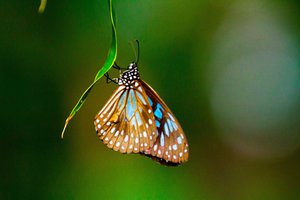 Butterfly in the Hayman Rainforest Garden