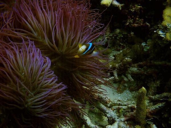 Barrier Reef-Clown Fish