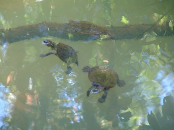Fresh water Turtles