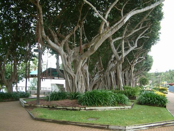 tree lined promenade