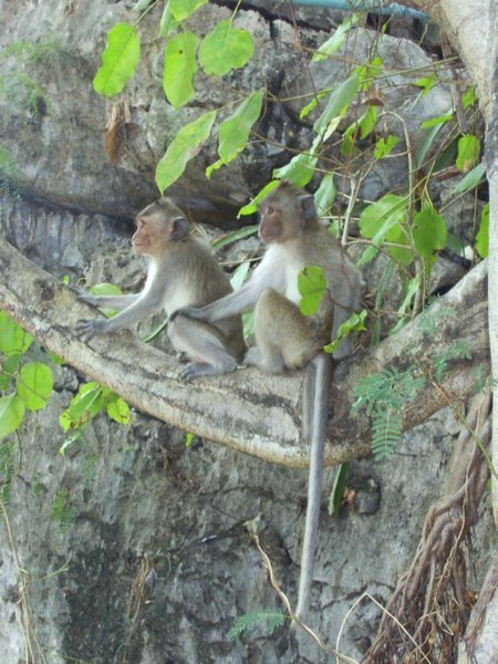 Wild monkeys in the trees