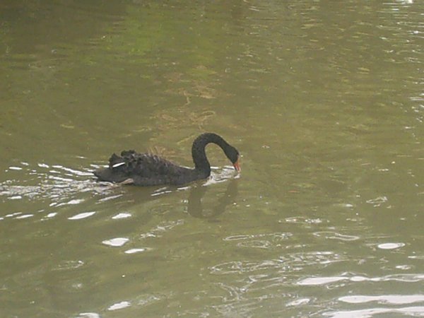 a black swan!