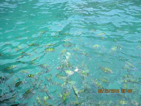 Some hungry fish in the Phi Phi waters