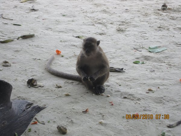 monkey beach