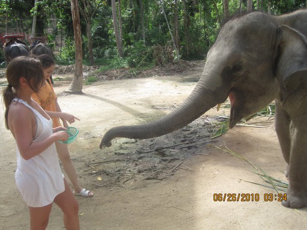 me feeding baby elephant