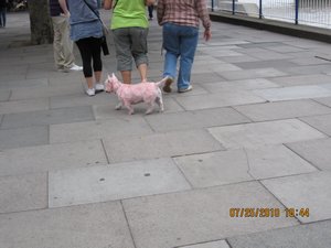 a pink dog