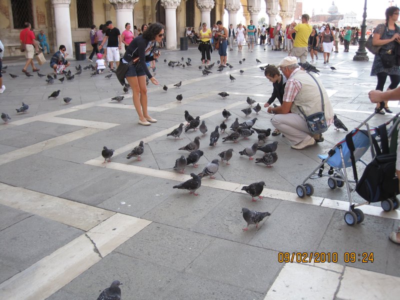 Pigeons of St Marks Square